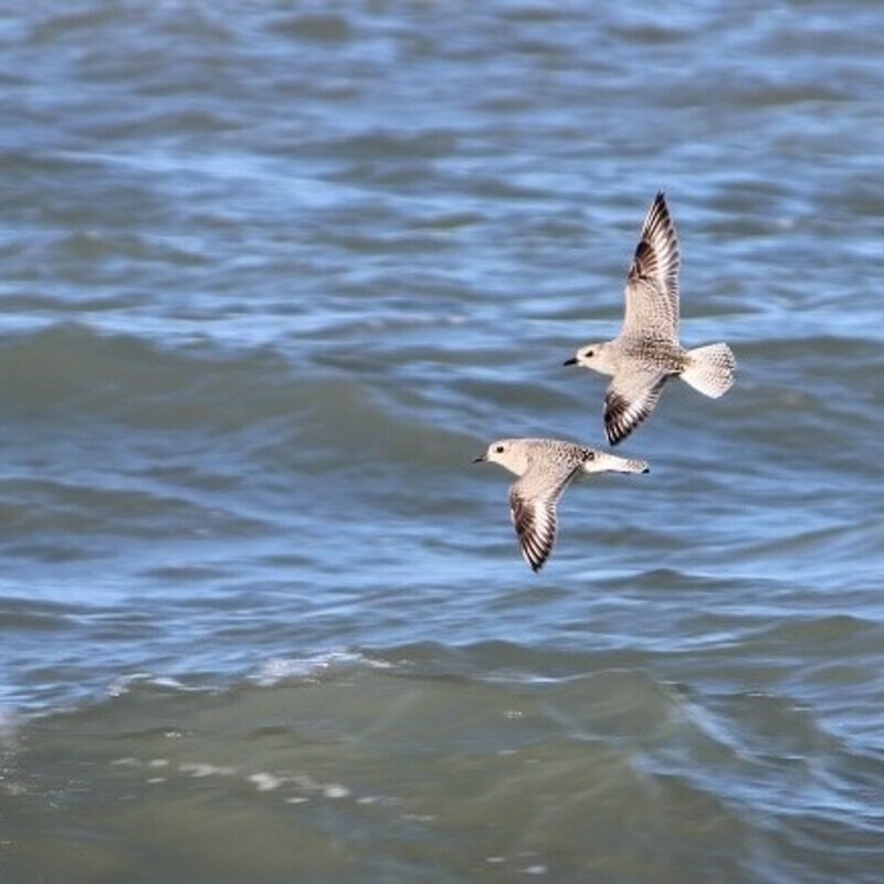 Steps in the Selection Process